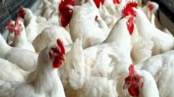 انخفاض 5 جنيهات.. أسعار الدواجن البيضاء تسجل تراجعاً جديداً في تداولات البورصة اليوم